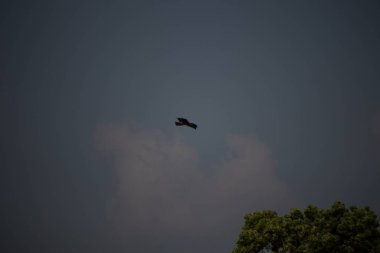 Gökyüzündeki güzel bir kuş görüntüsü.