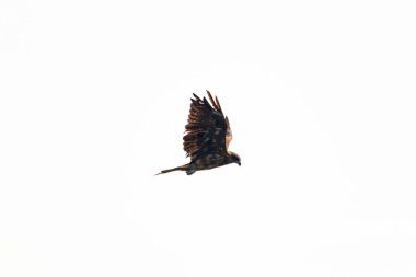 Görkemli bir siyah uçurtma şahin süzülür, kanatları sessiz gökyüzüne doğru açılır. Tüyleri kahverengi ve siyahın gölgelerini sergiliyor. Bu kuş avcısının gücünü ve zarafetini yakalıyor..