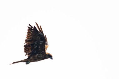 Görkemli bir siyah uçurtma şahin süzülür, kanatları sessiz gökyüzüne doğru açılır. Tüyleri kahverengi ve siyahın gölgelerini sergiliyor. Bu kuş avcısının gücünü ve zarafetini yakalıyor..