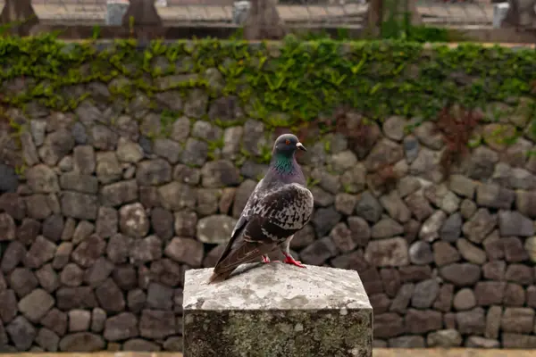 Bu güvercin, yürüyüş yolunun yanındaki taş bir sütuna tünemişti. Bu kuş kanatlarındaki güzel gri ve beyaz neredeyse çevresindekilerle eşleşti. Yağlı tüylerinin gökkuşağı parlaklığı çok güzel görünüyordu..