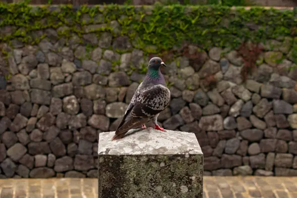 Bu güvercin, yürüyüş yolunun yanındaki taş bir sütuna tünemişti. Bu kuş kanatlarındaki güzel gri ve beyaz neredeyse çevresindekilerle eşleşti. Yağlı tüylerinin gökkuşağı parlaklığı çok güzel görünüyordu..