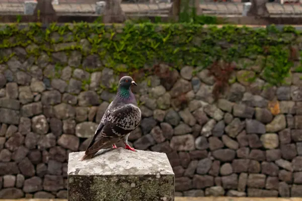 Bu güvercin, yürüyüş yolunun yanındaki taş bir sütuna tünemişti. Bu kuş kanatlarındaki güzel gri ve beyaz neredeyse çevresindekilerle eşleşti. Yağlı tüylerinin gökkuşağı parlaklığı çok güzel görünüyordu..