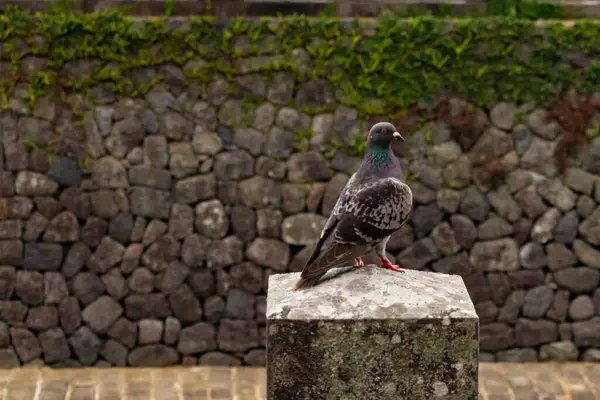 Bu güvercin, yürüyüş yolunun yanındaki taş bir sütuna tünemişti. Bu kuş kanatlarındaki güzel gri ve beyaz neredeyse çevresindekilerle eşleşti. Yağlı tüylerinin gökkuşağı parlaklığı çok güzel görünüyordu..