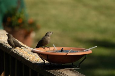 Dişi bir inek kuş, mavi suyla dolu turuncu bir kuş banyosunun kenarına tünemiş. Sahne bulanık yeşil bir zemin üzerine kurulmuş, barışçıl ve doğal bir görüntü yaratıyor. Doğa, vahşi yaşam veya arka bahçe sahneleri için mükemmel bir tema..