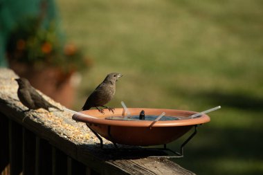 Dişi bir inek kuş, mavi suyla dolu turuncu bir kuş banyosunun kenarına tünemiş. Sahne bulanık yeşil bir zemin üzerine kurulmuş, barışçıl ve doğal bir görüntü yaratıyor. Doğa, vahşi yaşam veya arka bahçe sahneleri için mükemmel bir tema..