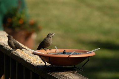 Dişi bir inek kuş, mavi suyla dolu turuncu bir kuş banyosunun kenarına tünemiş. Sahne bulanık yeşil bir zemin üzerine kurulmuş, barışçıl ve doğal bir görüntü yaratıyor. Doğa, vahşi yaşam veya arka bahçe sahneleri için mükemmel bir tema..
