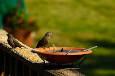 Dişi bir inek kuş, mavi suyla dolu turuncu bir kuş banyosunun kenarına tünemiş. Sahne bulanık yeşil bir zemin üzerine kurulmuş, barışçıl ve doğal bir görüntü yaratıyor. Doğa, vahşi yaşam veya arka bahçe sahneleri için mükemmel bir tema..