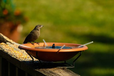 Dişi bir inek kuş, mavi suyla dolu turuncu bir kuş banyosunun kenarına tünemiş. Sahne bulanık yeşil bir zemin üzerine kurulmuş, barışçıl ve doğal bir görüntü yaratıyor. Doğa, vahşi yaşam veya arka bahçe sahneleri için mükemmel bir tema..