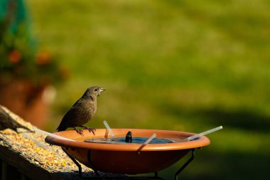 Dişi bir inek kuş, mavi suyla dolu turuncu bir kuş banyosunun kenarına tünemiş. Sahne bulanık yeşil bir zemin üzerine kurulmuş, barışçıl ve doğal bir görüntü yaratıyor. Doğa, vahşi yaşam veya arka bahçe sahneleri için mükemmel bir tema..