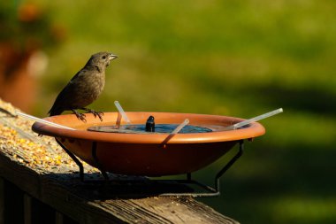 Dişi bir inek kuş, mavi suyla dolu turuncu bir kuş banyosunun kenarına tünemiş. Sahne bulanık yeşil bir zemin üzerine kurulmuş, barışçıl ve doğal bir görüntü yaratıyor. Doğa, vahşi yaşam veya arka bahçe sahneleri için mükemmel bir tema..