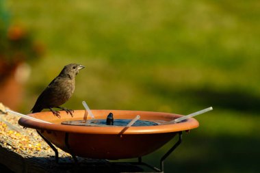 Dişi bir inek kuş, mavi suyla dolu turuncu bir kuş banyosunun kenarına tünemiş. Sahne bulanık yeşil bir zemin üzerine kurulmuş, barışçıl ve doğal bir görüntü yaratıyor. Doğa, vahşi yaşam veya arka bahçe sahneleri için mükemmel bir tema..