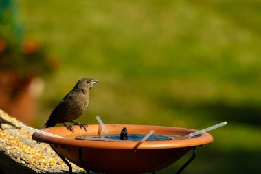 Dişi bir inek kuş, mavi suyla dolu turuncu bir kuş banyosunun kenarına tünemiş. Sahne bulanık yeşil bir zemin üzerine kurulmuş, barışçıl ve doğal bir görüntü yaratıyor. Doğa, vahşi yaşam veya arka bahçe sahneleri için mükemmel bir tema..