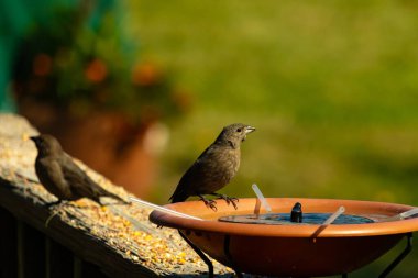 Dişi bir inek kuş, mavi suyla dolu turuncu bir kuş banyosunun kenarına tünemiş. Sahne bulanık yeşil bir zemin üzerine kurulmuş, barışçıl ve doğal bir görüntü yaratıyor. Doğa, vahşi yaşam veya arka bahçe sahneleri için mükemmel bir tema..