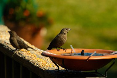 Dişi bir inek kuş, mavi suyla dolu turuncu bir kuş banyosunun kenarına tünemiş. Sahne bulanık yeşil bir zemin üzerine kurulmuş, barışçıl ve doğal bir görüntü yaratıyor. Doğa, vahşi yaşam veya arka bahçe sahneleri için mükemmel bir tema..