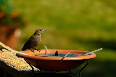 Dişi bir inek kuş, mavi suyla dolu turuncu bir kuş banyosunun kenarına tünemiş. Sahne bulanık yeşil bir zemin üzerine kurulmuş, barışçıl ve doğal bir görüntü yaratıyor. Doğa, vahşi yaşam veya arka bahçe sahneleri için mükemmel bir tema..