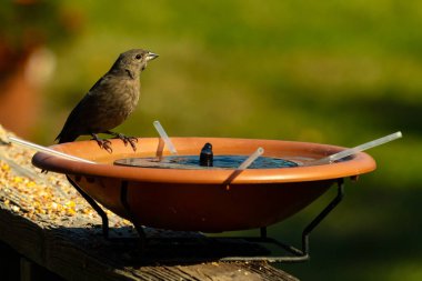 Dişi bir inek kuş, mavi suyla dolu turuncu bir kuş banyosunun kenarına tünemiş. Sahne bulanık yeşil bir zemin üzerine kurulmuş, barışçıl ve doğal bir görüntü yaratıyor. Doğa, vahşi yaşam veya arka bahçe sahneleri için mükemmel bir tema..