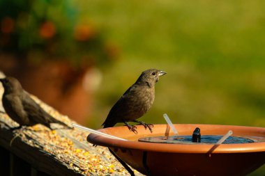 Dişi bir inek kuş, mavi suyla dolu turuncu bir kuş banyosunun kenarına tünemiş. Sahne bulanık yeşil bir zemin üzerine kurulmuş, barışçıl ve doğal bir görüntü yaratıyor. Doğa, vahşi yaşam veya arka bahçe sahneleri için mükemmel bir tema..