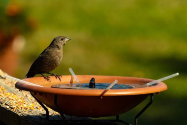 Dişi bir inek kuş, mavi suyla dolu turuncu bir kuş banyosunun kenarına tünemiş. Sahne bulanık yeşil bir zemin üzerine kurulmuş, barışçıl ve doğal bir görüntü yaratıyor. Doğa, vahşi yaşam veya arka bahçe sahneleri için mükemmel bir tema..