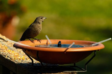 Dişi bir inek kuş, mavi suyla dolu turuncu bir kuş banyosunun kenarına tünemiş. Sahne bulanık yeşil bir zemin üzerine kurulmuş, barışçıl ve doğal bir görüntü yaratıyor. Doğa, vahşi yaşam veya arka bahçe sahneleri için mükemmel bir tema..