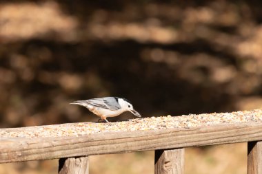 Tahta yüzeye serpiştirilmiş tohumlarla dolu beyaz göğüslü tımarhane. Ayırt edici siyah ve beyaz kafasıyla kuş, bulanık doğal bir arka plana doğru keskin bir odak ile yakalanır. Vahşi yaşam, doğa ve kuşları izlemek için ideal bir tema..