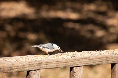 Tahta yüzeye serpiştirilmiş tohumlarla dolu beyaz göğüslü tımarhane. Ayırt edici siyah ve beyaz kafasıyla kuş, bulanık doğal bir arka plana doğru keskin bir odak ile yakalanır. Vahşi yaşam, doğa ve kuşları izlemek için ideal bir tema..