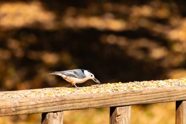 Tahta yüzeye serpiştirilmiş tohumlarla dolu beyaz göğüslü tımarhane. Ayırt edici siyah ve beyaz kafasıyla kuş, bulanık doğal bir arka plana doğru keskin bir odak ile yakalanır. Vahşi yaşam, doğa ve kuşları izlemek için ideal bir tema..