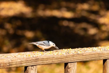 Tahta yüzeye serpiştirilmiş tohumlarla dolu beyaz göğüslü tımarhane. Ayırt edici siyah ve beyaz kafasıyla kuş, bulanık doğal bir arka plana doğru keskin bir odak ile yakalanır. Vahşi yaşam, doğa ve kuşları izlemek için ideal bir tema..