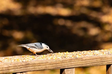 Tahta yüzeye serpiştirilmiş tohumlarla dolu beyaz göğüslü tımarhane. Ayırt edici siyah ve beyaz kafasıyla kuş, bulanık doğal bir arka plana doğru keskin bir odak ile yakalanır. Vahşi yaşam, doğa ve kuşları izlemek için ideal bir tema..