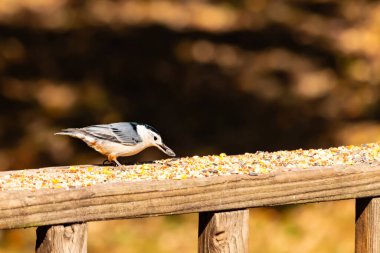 Tahta yüzeye serpiştirilmiş tohumlarla dolu beyaz göğüslü tımarhane. Ayırt edici siyah ve beyaz kafasıyla kuş, bulanık doğal bir arka plana doğru keskin bir odak ile yakalanır. Vahşi yaşam, doğa ve kuşları izlemek için ideal bir tema..