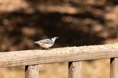 Tahta yüzeye serpiştirilmiş tohumlarla dolu beyaz göğüslü tımarhane. Ayırt edici siyah ve beyaz kafasıyla kuş, bulanık doğal bir arka plana doğru keskin bir odak ile yakalanır. Vahşi yaşam, doğa ve kuşları izlemek için ideal bir tema..