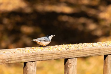 Tahta yüzeye serpiştirilmiş tohumlarla dolu beyaz göğüslü tımarhane. Ayırt edici siyah ve beyaz kafasıyla kuş, bulanık doğal bir arka plana doğru keskin bir odak ile yakalanır. Vahşi yaşam, doğa ve kuşları izlemek için ideal bir tema..