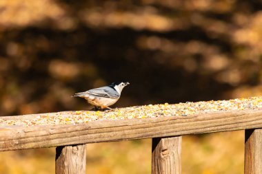 Tahta yüzeye serpiştirilmiş tohumlarla dolu beyaz göğüslü tımarhane. Ayırt edici siyah ve beyaz kafasıyla kuş, bulanık doğal bir arka plana doğru keskin bir odak ile yakalanır. Vahşi yaşam, doğa ve kuşları izlemek için ideal bir tema..