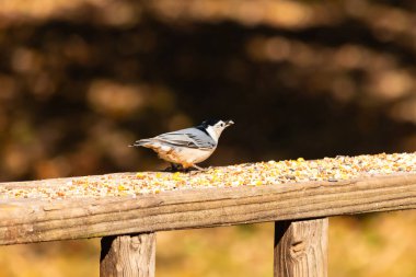 Tahta yüzeye serpiştirilmiş tohumlarla dolu beyaz göğüslü tımarhane. Ayırt edici siyah ve beyaz kafasıyla kuş, bulanık doğal bir arka plana doğru keskin bir odak ile yakalanır. Vahşi yaşam, doğa ve kuşları izlemek için ideal bir tema..