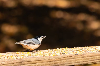 Tahta yüzeye serpiştirilmiş tohumlarla dolu beyaz göğüslü tımarhane. Ayırt edici siyah ve beyaz kafasıyla kuş, bulanık doğal bir arka plana doğru keskin bir odak ile yakalanır. Vahşi yaşam, doğa ve kuşları izlemek için ideal bir tema..
