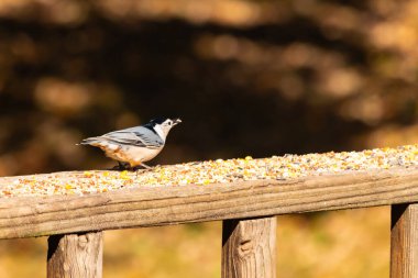 Tahta yüzeye serpiştirilmiş tohumlarla dolu beyaz göğüslü tımarhane. Ayırt edici siyah ve beyaz kafasıyla kuş, bulanık doğal bir arka plana doğru keskin bir odak ile yakalanır. Vahşi yaşam, doğa ve kuşları izlemek için ideal bir tema..