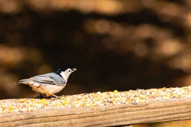 Tahta yüzeye serpiştirilmiş tohumlarla dolu beyaz göğüslü tımarhane. Ayırt edici siyah ve beyaz kafasıyla kuş, bulanık doğal bir arka plana doğru keskin bir odak ile yakalanır. Vahşi yaşam, doğa ve kuşları izlemek için ideal bir tema..