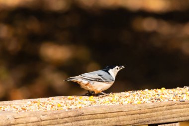 Tahta yüzeye serpiştirilmiş tohumlarla dolu beyaz göğüslü tımarhane. Ayırt edici siyah ve beyaz kafasıyla kuş, bulanık doğal bir arka plana doğru keskin bir odak ile yakalanır. Vahşi yaşam, doğa ve kuşları izlemek için ideal bir tema..