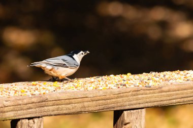Tahta yüzeye serpiştirilmiş tohumlarla dolu beyaz göğüslü tımarhane. Ayırt edici siyah ve beyaz kafasıyla kuş, bulanık doğal bir arka plana doğru keskin bir odak ile yakalanır. Vahşi yaşam, doğa ve kuşları izlemek için ideal bir tema..