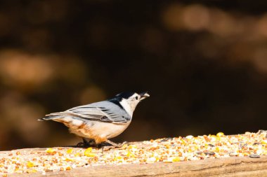 Tahta yüzeye serpiştirilmiş tohumlarla dolu beyaz göğüslü tımarhane. Ayırt edici siyah ve beyaz kafasıyla kuş, bulanık doğal bir arka plana doğru keskin bir odak ile yakalanır. Vahşi yaşam, doğa ve kuşları izlemek için ideal bir tema..