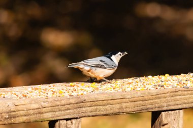 Tahta yüzeye serpiştirilmiş tohumlarla dolu beyaz göğüslü tımarhane. Ayırt edici siyah ve beyaz kafasıyla kuş, bulanık doğal bir arka plana doğru keskin bir odak ile yakalanır. Vahşi yaşam, doğa ve kuşları izlemek için ideal bir tema..