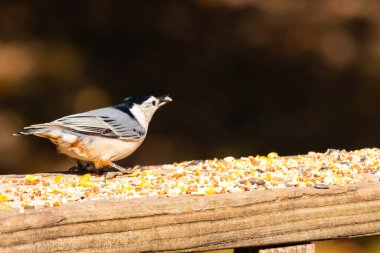 Tahta yüzeye serpiştirilmiş tohumlarla dolu beyaz göğüslü tımarhane. Ayırt edici siyah ve beyaz kafasıyla kuş, bulanık doğal bir arka plana doğru keskin bir odak ile yakalanır. Vahşi yaşam, doğa ve kuşları izlemek için ideal bir tema..