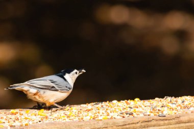 Tahta yüzeye serpiştirilmiş tohumlarla dolu beyaz göğüslü tımarhane. Ayırt edici siyah ve beyaz kafasıyla kuş, bulanık doğal bir arka plana doğru keskin bir odak ile yakalanır. Vahşi yaşam, doğa ve kuşları izlemek için ideal bir tema..