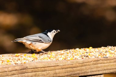 Tahta yüzeye serpiştirilmiş tohumlarla dolu beyaz göğüslü tımarhane. Ayırt edici siyah ve beyaz kafasıyla kuş, bulanık doğal bir arka plana doğru keskin bir odak ile yakalanır. Vahşi yaşam, doğa ve kuşları izlemek için ideal bir tema..