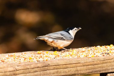Tahta yüzeye serpiştirilmiş tohumlarla dolu beyaz göğüslü tımarhane. Ayırt edici siyah ve beyaz kafasıyla kuş, bulanık doğal bir arka plana doğru keskin bir odak ile yakalanır. Vahşi yaşam, doğa ve kuşları izlemek için ideal bir tema..