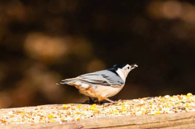 Tahta yüzeye serpiştirilmiş tohumlarla dolu beyaz göğüslü tımarhane. Ayırt edici siyah ve beyaz kafasıyla kuş, bulanık doğal bir arka plana doğru keskin bir odak ile yakalanır. Vahşi yaşam, doğa ve kuşları izlemek için ideal bir tema..