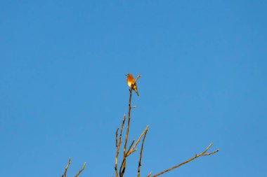 Bu ağaçtaki kuşların güzel bir görüntüsü. Üstteki kuş bir mavi kuş. Güzel turuncu ve beyaz karın dışarı çıkıyor. Bu kuşların dalları yapraksız. Arkada mavi bir gökyüzü var.
