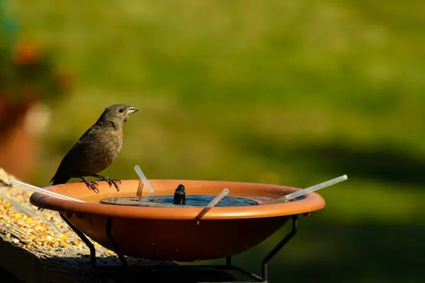 Dişi bir inek kuş, mavi suyla dolu turuncu bir kuş banyosunun kenarına tünemiş. Sahne bulanık yeşil bir zemin üzerine kurulmuş, barışçıl ve doğal bir görüntü yaratıyor. Doğa, vahşi yaşam veya arka bahçe sahneleri için mükemmel bir tema..