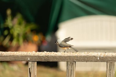 Bu küçük şirin, gri memeli fare tırabzanda küçük bir karikatüre benziyor. Bu küçük kuş koşuyor gibi görünüyor ve gerçekten sevimli. Küçük kuşun küçük bir mohawki ve iki küçük siyah gözü var..