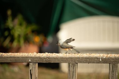Bu küçük şirin, gri memeli fare tırabzanda küçük bir karikatüre benziyor. Bu küçük kuş koşuyor gibi görünüyor ve gerçekten sevimli. Küçük kuşun küçük bir mohawki ve iki küçük siyah gözü var..