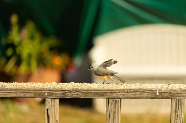 Bu küçük şirin, gri memeli fare tırabzanda küçük bir karikatüre benziyor. Bu küçük kuş koşuyor gibi görünüyor ve gerçekten sevimli. Küçük kuşun küçük bir mohawki ve iki küçük siyah gözü var..